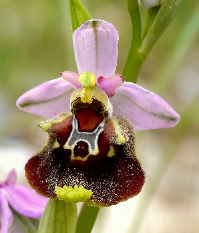 Ophrys cinnabarina (=Ophrys holosericea subsp. paolina) nuova sottos. del Gargano